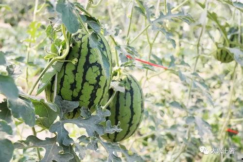 網(wǎng)紅大瓜在哪找,揭秘熱門(mén)事件背后的秘密聚集地