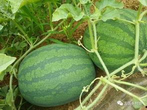 朝陽(yáng)吃瓜網(wǎng),揭秘娛樂(lè )圈最新熱點(diǎn)，帶你領(lǐng)略明星幕后故事